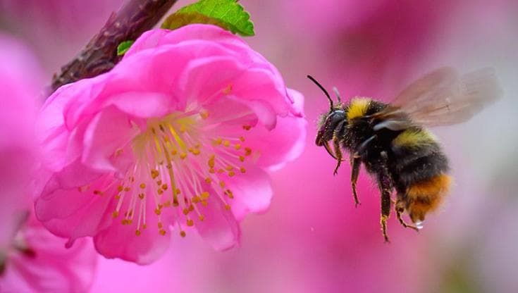 Pesticidi, crisi climatica e parassiti: sarà un mondo senza impollinatori?