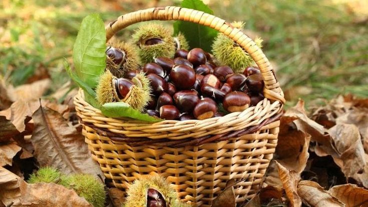 Sagre d’autunno: apre la castagna, frutta virtuosa