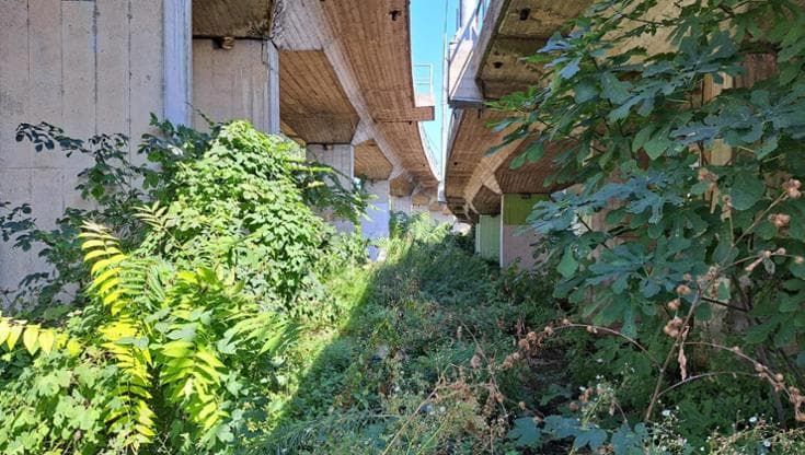 Le piante invasive alla conquista del verde urbano
