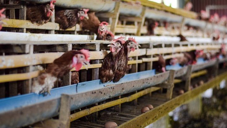 Il paradosso dell'uovo e della gallina diventa dilemma etico