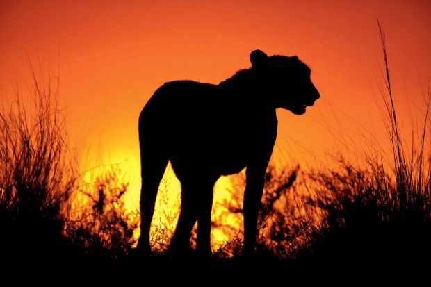 Africa, lo spettacolo degli animali stagliati sul tramonto