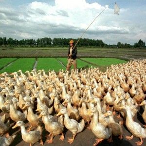 Slow Food, battaglia contro il foie gras: "Atroce l'ingozzamento delle oche"