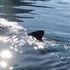 Usa, squalo uccide un sub in Massachusetts