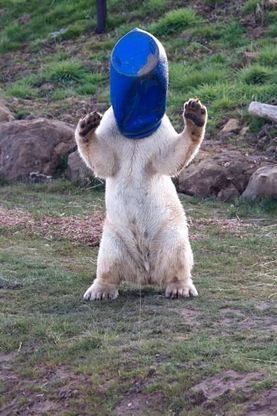 Gb, il caldo non dà tregua e l'orso si mette il secchio per cappello