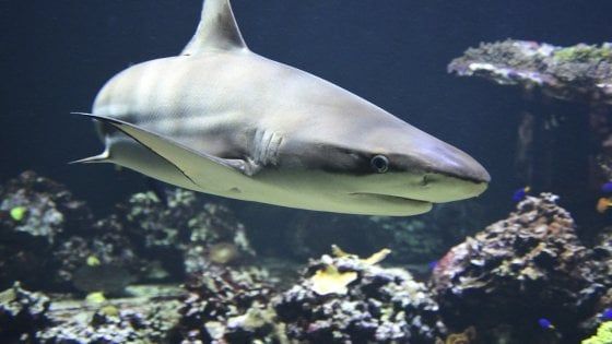 Cartilagine di squalo e squalene non curano il cancro