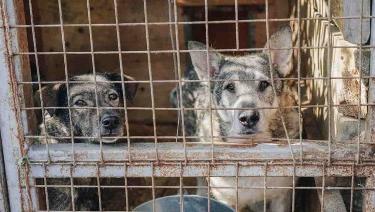 Epidemia e animali morti: la situazione del canile di Parma finisce in Parlamento