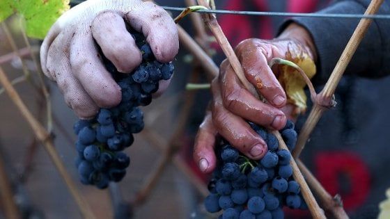 La festa che non ti aspetti nella Calabria più nascosta: arriva il Saracena Wine Festival 