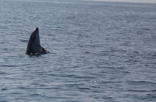 La danza dei delfini nel mare di Ostia 