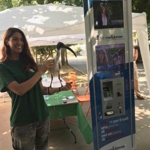 "Scritto nel dna", il progetto per riportare gli scimpanzè nello zoo di Napoli