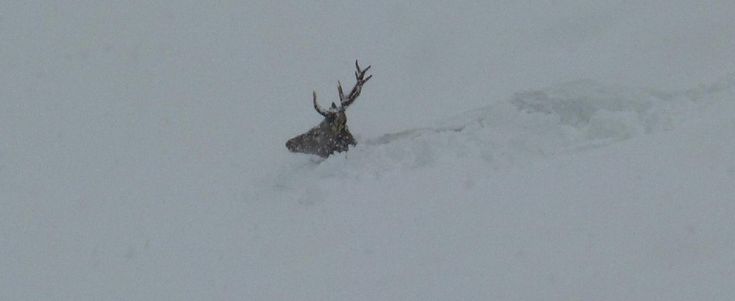 Il cervo prigioniero della neve che commuove le Dolomiti. "Salvato da un cacciatore"