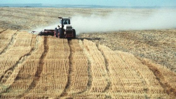 Industria pastaia, aumenta la domanda di grano duro italiano