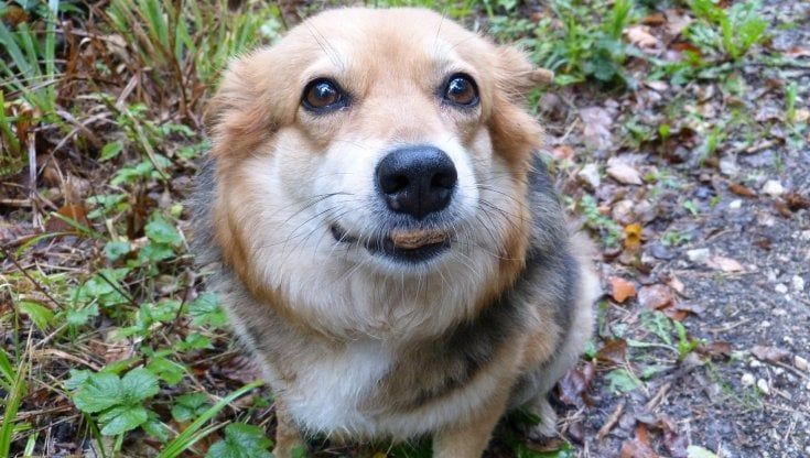 I cani capiscono le nostre intenzioni