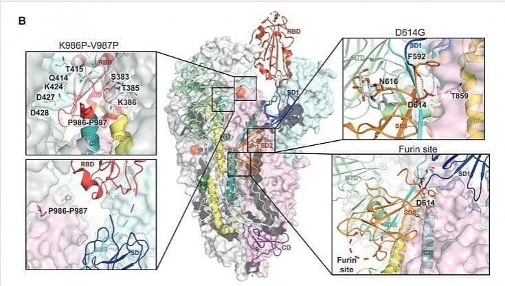 Covid, un nuovo software per studiare le varianti del virus: "Ne abbiamo individuate 40mila: il virus muta velocemente"