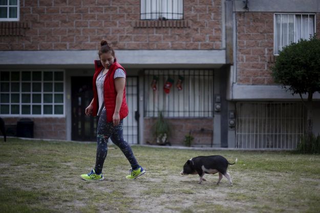 Messico, boom per i mini maiali: sono gli animali domestici più desiderati