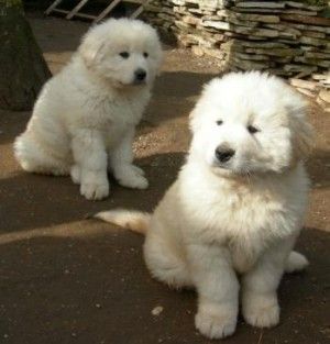 Taglia gola e zampe ai cuccioli<br />e poi li getta nel cassonetto