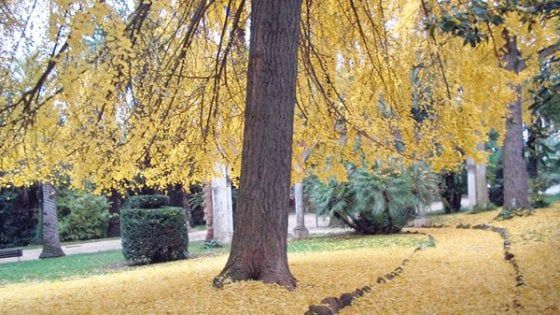 Giornata degli alberi, ecco tutti gli appuntamenti