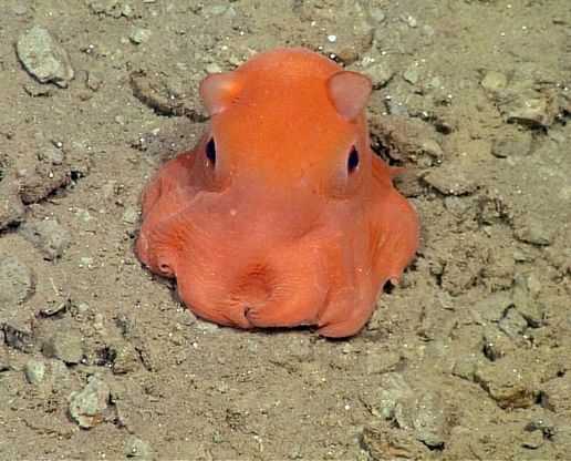 California, scoperto un polpo rosa: il nome è "adorabile"