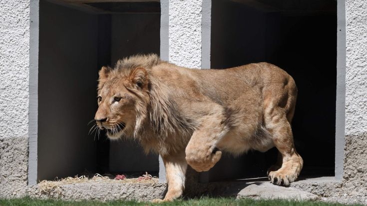 Lo zoo più triste senza l’uomo