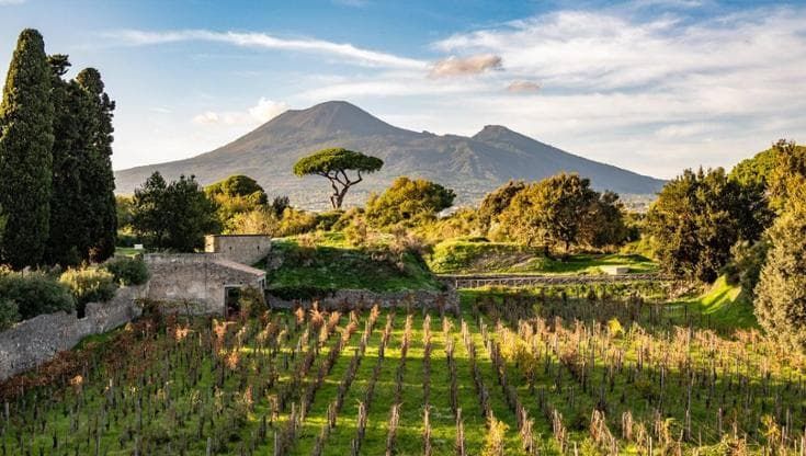 Tra gli scavi di Pompei si ritorna a produrre vino (biologico)