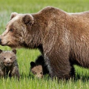  Lo scandalo dell&rsquo;orsa reclusa da tre anni: &ldquo;&Egrave; figlia di Daniza liberatela subito&rdquo;