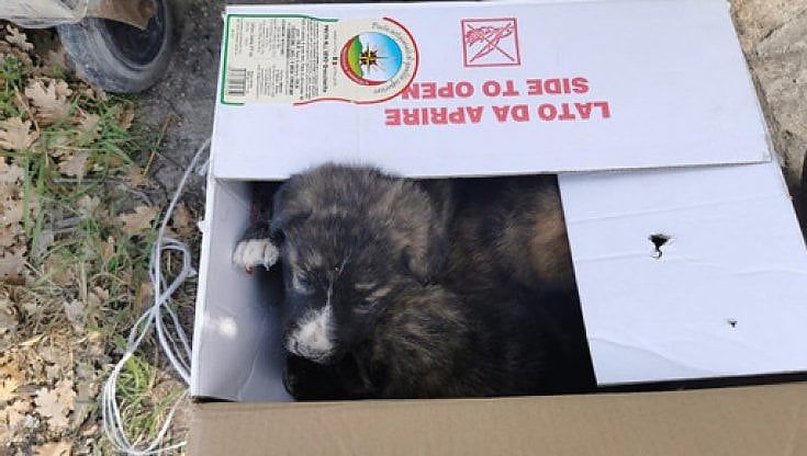 Cuccioli di cane abbandonati nelle scatole vicino ai cassonetti del Foggiano: "Come fossero spazzatura da buttar via"