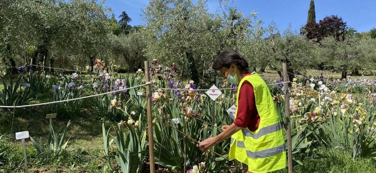 Il giardino dell'iris a Firenze: percorsi (sicuri) tra fiori unici