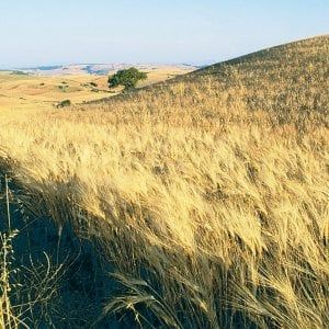 Agricoltura, istruzione e dintorni ecco gli otto goal segnati dall'Italia