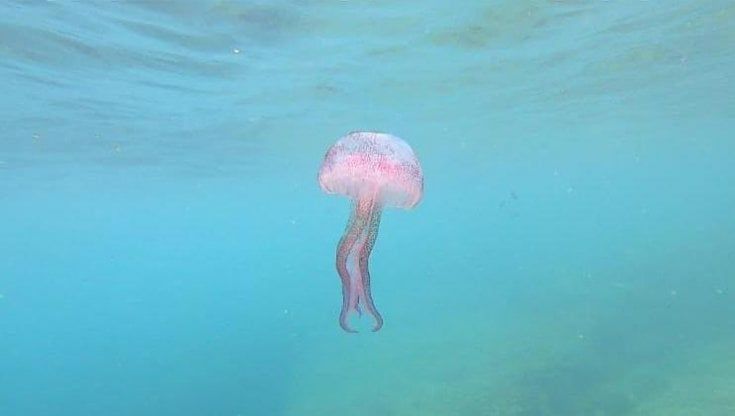 Salento, allarme meduse sullo Ionio: a riva è invasione di 'Pelagia noctiluca'. "Meno pesci e calore in aumento: ecco le cause"