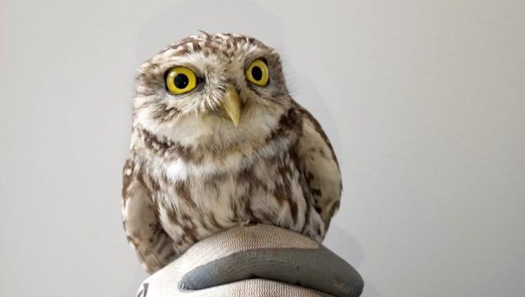 Cane abbaia e fa salvare una civetta ferita a Brindisi: il rapace ora è in cura a Torre Guaceto