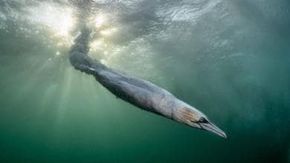 Bird Photographer of the Year 2026: il tuffo della sula e gli altri scatti vincitori