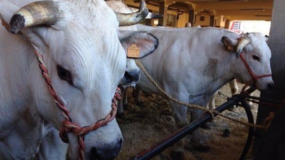 La disfida del bue grasso: nasce una fiera alternativa a quella di Carrù?