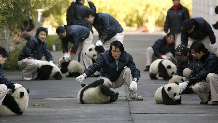 Contrordine compagni: la Cina annuncia che il panda è salvo
