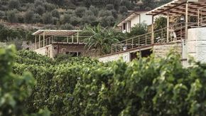 Dalle Alpi alla Sicilia, Ueli ed Erika cambiano vita nel segno del vino (e dell’amore)