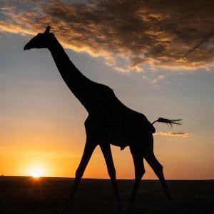 Brescia, zebre e cammelli al freddo: i carabinieri sequestrano gli animali del circo