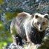 L'orsa investita e uccisa in Abruzzo. Il Wwf: 