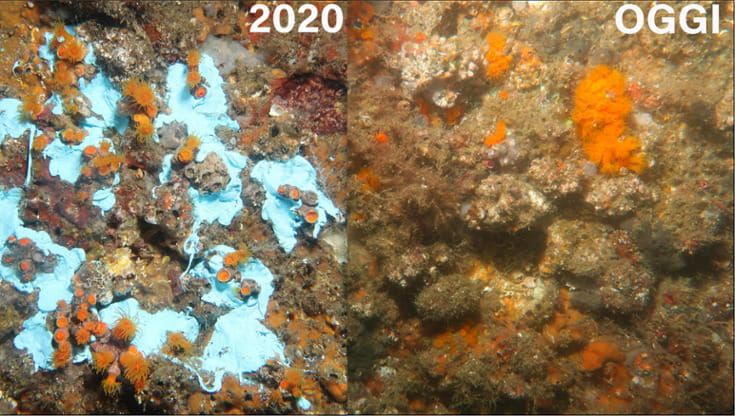 Natura resiliente nel mare di Bagnoli: il corallo arancione torna a vivere