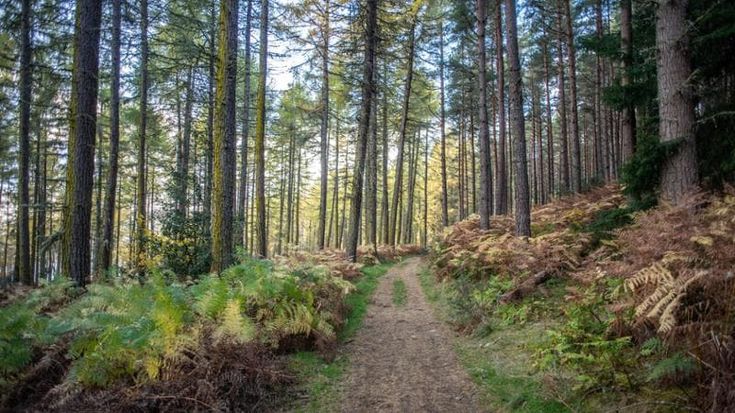 Crisi climatica, dal lessico al capitale naturale: la transizione ecologica parte dalle parole