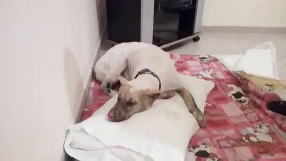 Brindisi, il cane arso vivo sta meglio: Giako è tornato a casa e il Comune sosterrà spese per le cure