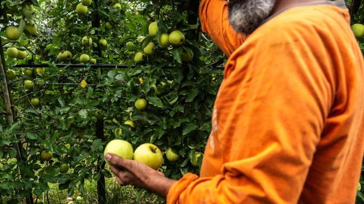 Viaggio nei campi di frutta, tra braccianti nei container e paghe da 6,5 euro l’ora