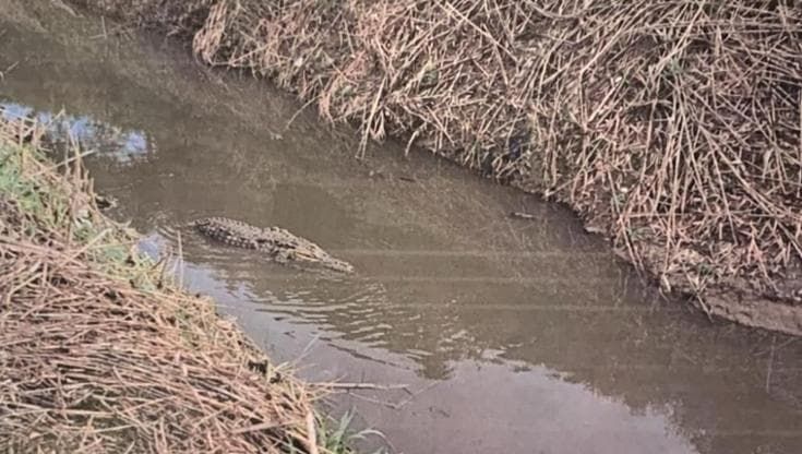 Paestum, la foto dell’alligatore nel canale. La polizia: “Attendibile”, i naturalisti: “Di gomma?”