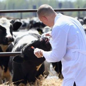 Piemonte: la ricetta elettronica veterinaria per ridurre l'uso degli antibiotici negli animali
