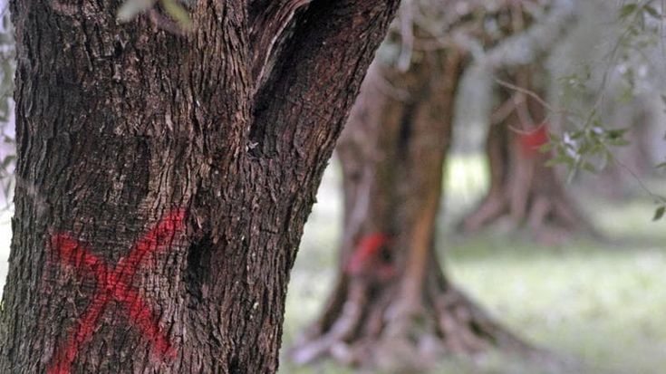 Il Salento ha perso metà dei suoi frantoi in dieci anni: è l’effetto xylella