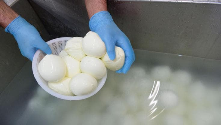 Dal latte fieno alla ricotta, ecco l’oro bianco dell’Alto Adige