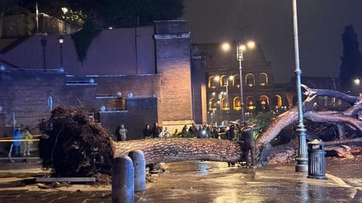 Paura ai Fori Imperiali, crolla un pino di venti metri sulla strada. Sul posto i vigili del fuoco