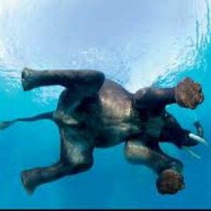 &ldquo;Repubblica&rdquo; dei piccoli. Allegri &egrave; Cyrano<br /> Wildlife photography. Tutto il clubbing