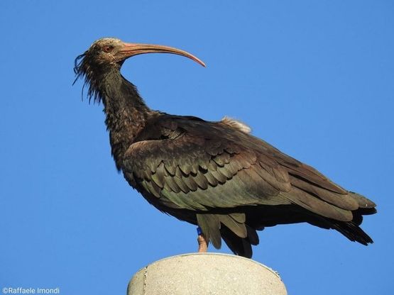 Sorpresa in Irpinia, spunta il raro ibis eremita