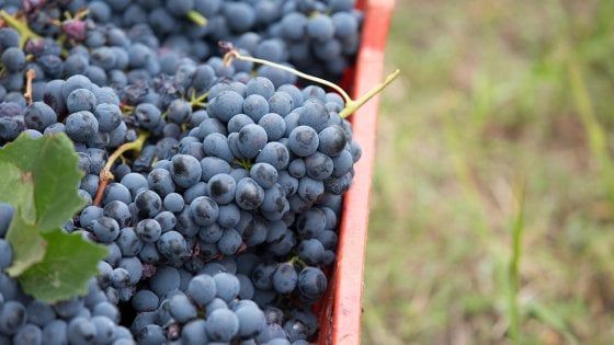 La Bottiglia: potente e leggero, un vino che è puro velluto