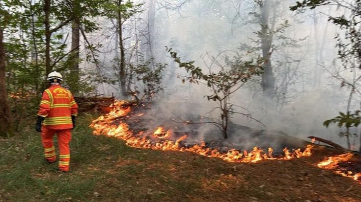 Parco del Ticino, nove incendi in dieci giorni: "Ogni rogo è uno sfregio, basta una disattenzione”