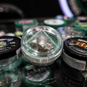 Cannabis, no ai sequestri se il Thc è meno dello 0,5%