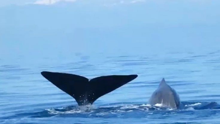 Lo spettacolo dei capodogli nel golfo di Taranto: è il primo avvistamento dell'anno. A immortalarli alcuni studenti